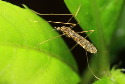 Diptera of Antisana, Ecuador