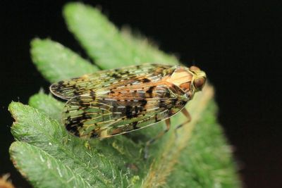 Hemiptera of Antisana, Ecuador