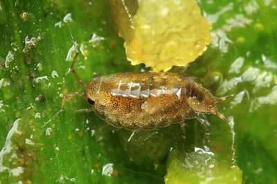 Isopod (Oniscidea)