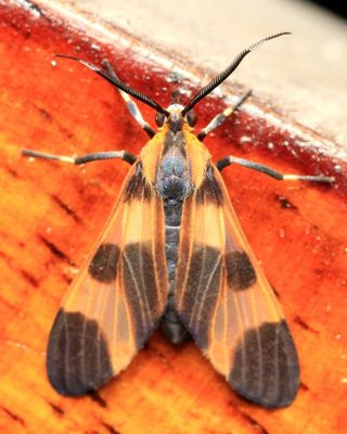 Tiger Moth, Dycladia emerita (Erebidae: Arctiinae)