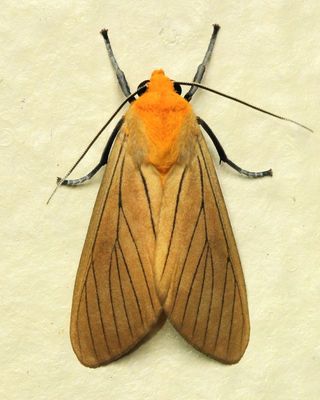 Tiger Moth, Melese veneta (Erebidae: Arctiinae)