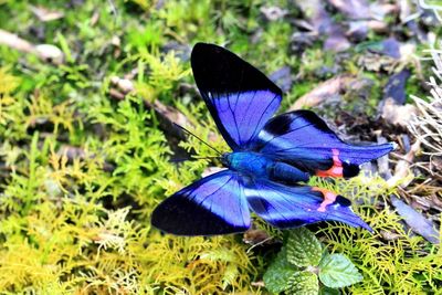 Lepidoptera of Sumaco, Ecuador