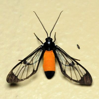 Tiger Moth, Cosmosoma stibosticta (Erebidae: Arctiinae)