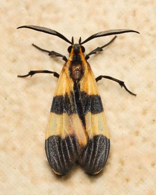 Tiger Moth, Correbia sp. (Erebidae: Arctiinae)
