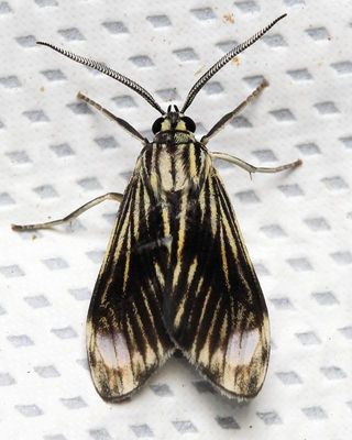 Tiger Moth, Eucereon costinotata (Erebidae: Arctiinae)