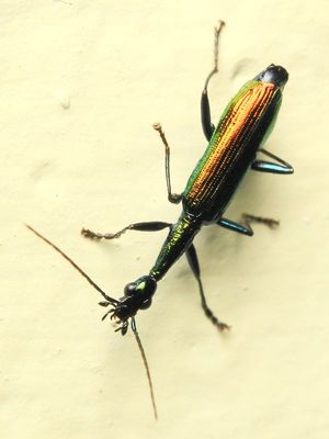 Arboreal Ground Beetle, Agra sp. (Carabidae: Lebiinae)