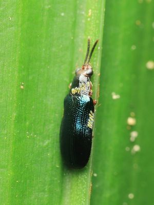 Leaf Beetle, Cyclantispa sp. (Chrysomelidae: Cassidinae)