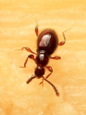 Ant-like Stone Beetle, Euconnus cf. (Staphylinidae: Scydmaeninae)