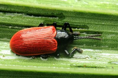 Prosopodonta sp. (Chrysomelidae: Cassidinae)