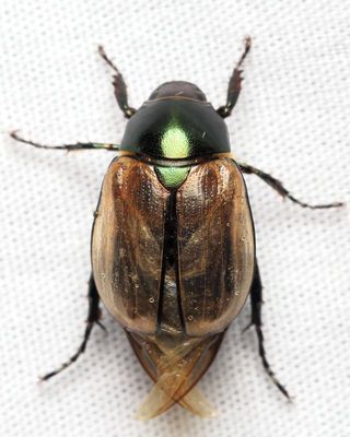 Chafer, Anomala cf. testaceipennis (Scarabaeidae: Rutelinae)