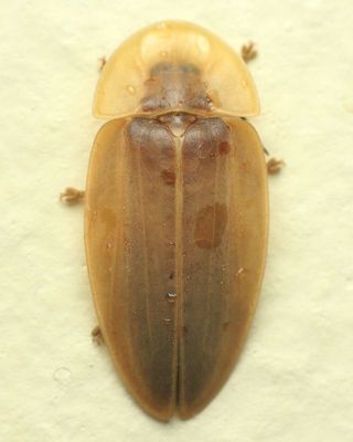 Firefly, Cratomorphus sp. (Lampyridae: Lampyrinae)