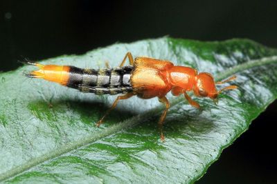 Rove Beetle, Nordus cf. solitarius (Staphylinidae: Staphylininae)