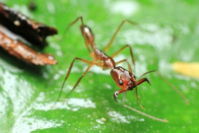 Trapjaw Ant, Odontomachus sp. (Formicidae: Ponerinae)