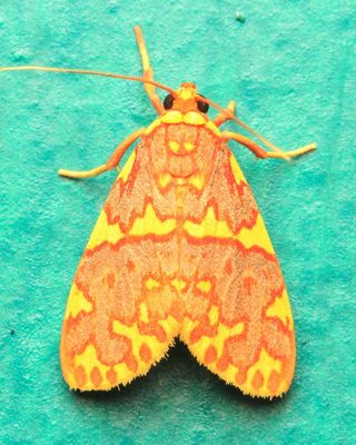 Tiger Moth, Hyponerita sp. (Erebidae: Arctiinae)