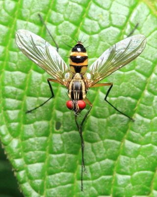 Bristle Fly, Trichodura sp. (Tachinidae: Dexiinae)