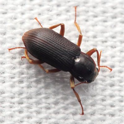 Riffle Beetle (Elmidae)