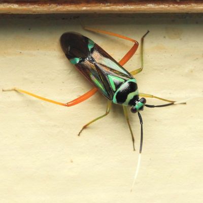 Plant Bug, Calondas fasciatus (Miridae)