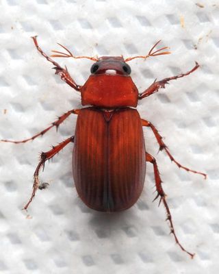 May Beetle (Scarabaeidae: Melolonthinae)