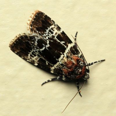 Owlet Moth, Elaphria acaste (Noctuidae: Noctuinae)