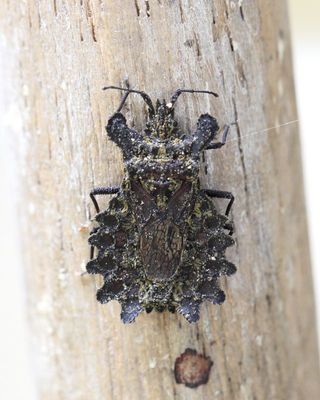 Flat Bug, Dysodius sp. (Aradidae: Mezirinae)