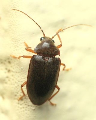 Toe-winged Beetle (Ptilodactylidae)