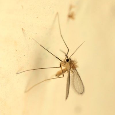 Sand Fly, Lutzomyia sp. (Psychodidae: Phlebotominae)