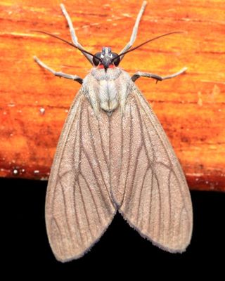 Tiger Moth, Episcepsis sp. (Erebidae: Arctiinae)
