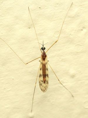 Crane Fly, Geranomyia sp. (Limoniidae: Limoniini)