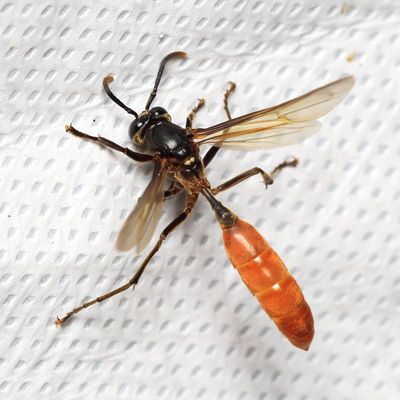 Nocturnal Paper Wasp, Apoica thoracica (Vespidae: Polistinae)