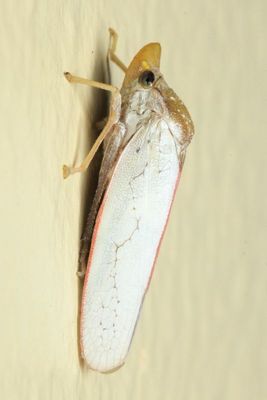 Leafhopper, Diestostemma excisum (Cicadellidae: Cicadellinae)
