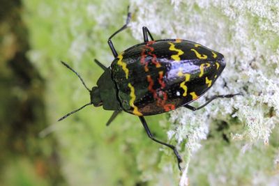 Coleoptera of Sumaco, Ecuador