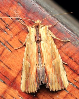 Owlet Moth, Antachara ecuadoriensis (Noctuidae: Oncocnemidinae)