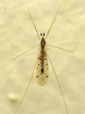 Crane Fly, Rhipidia cf. (Limoniidae: Limoniini)