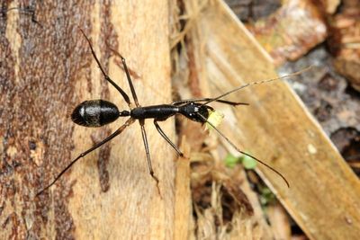 Carpenter Ant, Camponotus (Tanaemyrmex) cacicus (Formicidae: Formicinae)