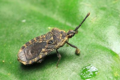 Flat Bug, Hesus sp. (Aradidae: Mezirinae)