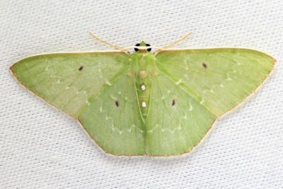 Emerald, Lissochlora sp. (Geometridae: Geometrinae)
