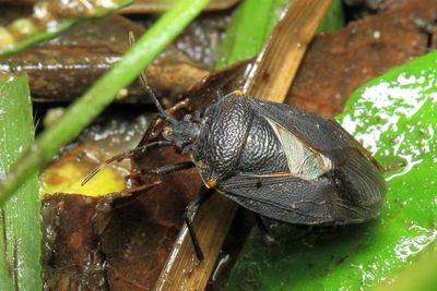 Stink Bug, Lincus sp. (Pentatomidae: Discocephalinae)