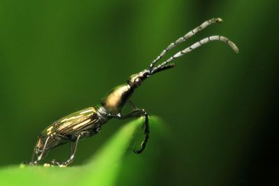 Straight-snouted Weevil, Raphirhynchus sp. (Brentidae)