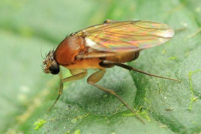 Scuttle Fly (Phoridae: Metopininae)