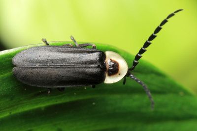 Firefly (Lampyridae: Lampyrinae)