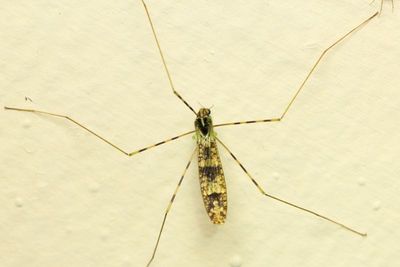 Crane Fly, Dicranomyia (Neolimnobia) sp. (Limoniidae: Limoniini)
