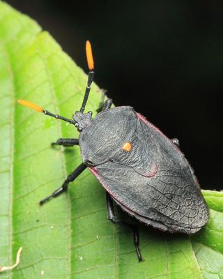 Dinidorid Bug, Dinidor sp. (Dinidoridae)