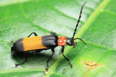 Soldier Beetle (Cantharidae)