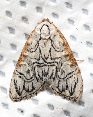 Nolid Moth, Meganola polyodonta (Nolidae: Nolinae)