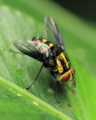 Bristle Fly (Tachinidae)