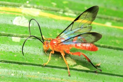Ichneumon, Joppa sp. (Ichneumonidae: Ichneumoninae)