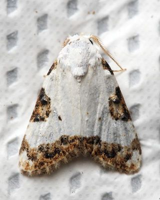 Nolid Moth, Nola triplaga (Nolidae: Nolinae)