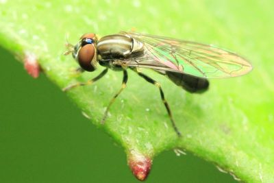 Flower Fly (Syrphidae: Syrphinae)