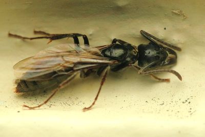 Ant, Neoponera crenata complex (Formicidae: Ponerinae)