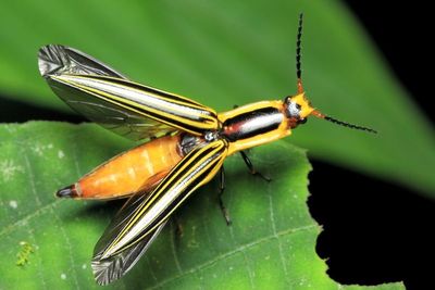 Click Beetle, Semiotus superbus (Elateridae: Semiotinae)